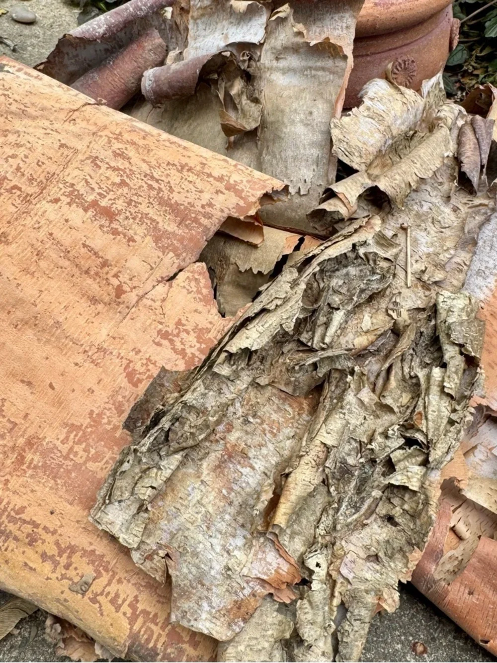 Beautifully Textured Natural River Birch Bark